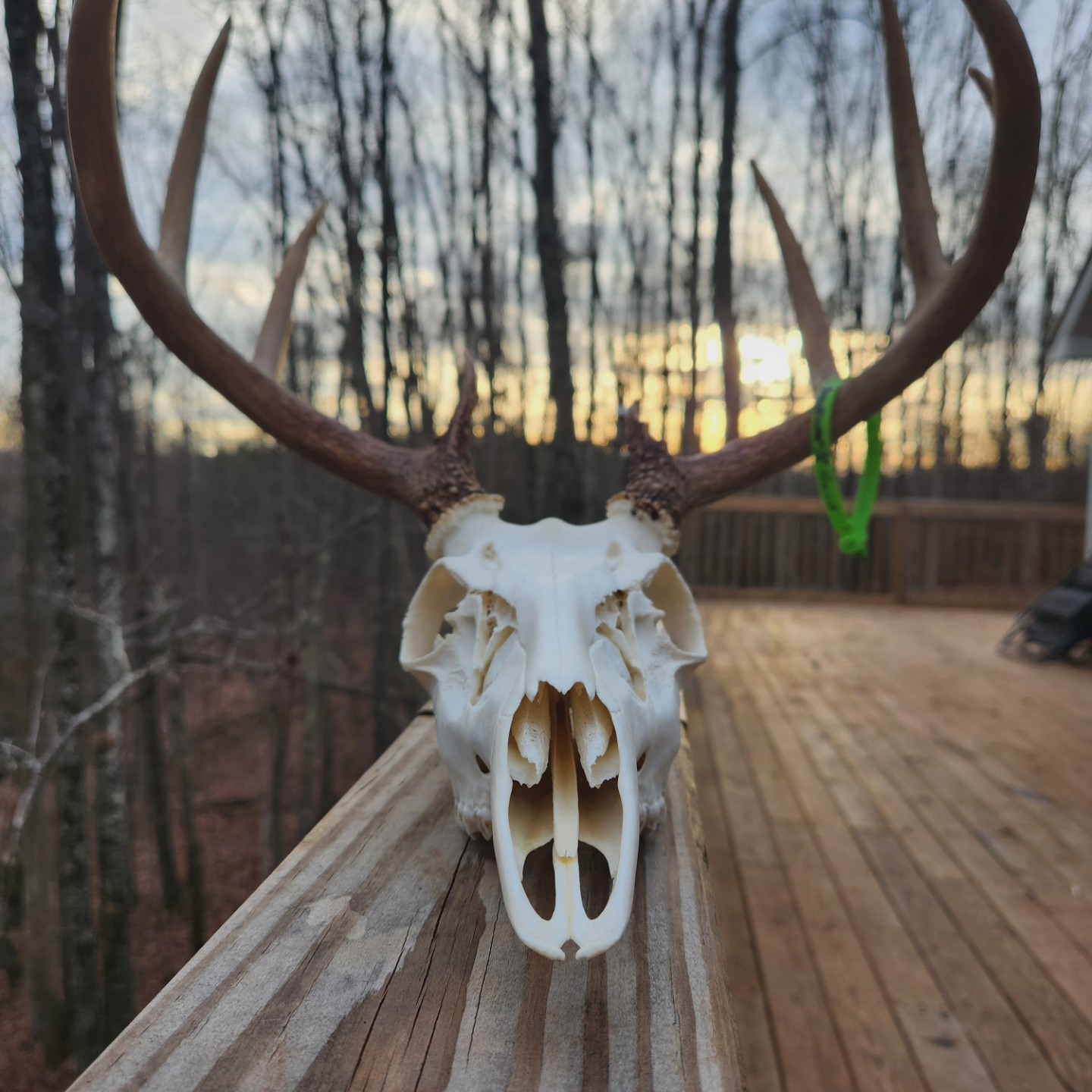 Two finished whitetail deer skulls displayed side by side