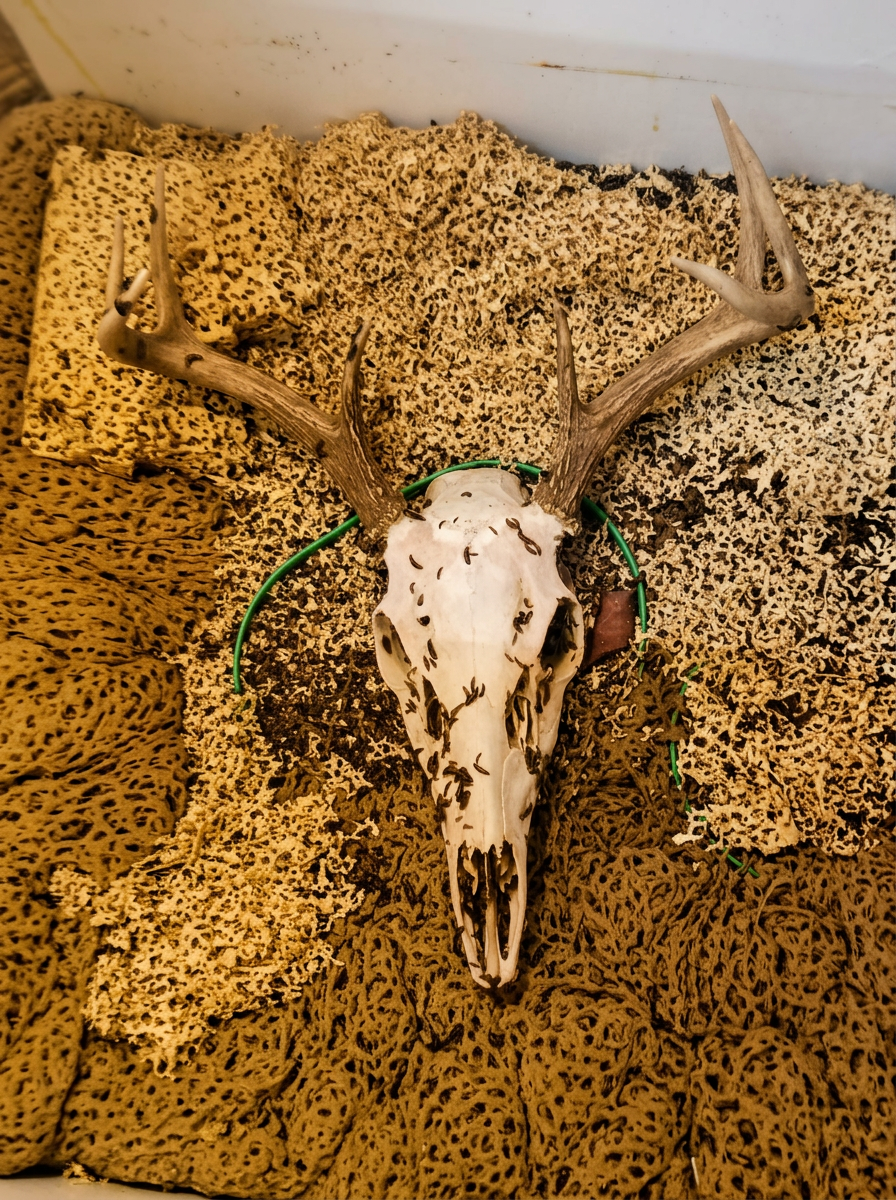 A whitetail deer skull with antlers inside a dermestid beetle colony tank, larvae crawling across the bone as they clean it