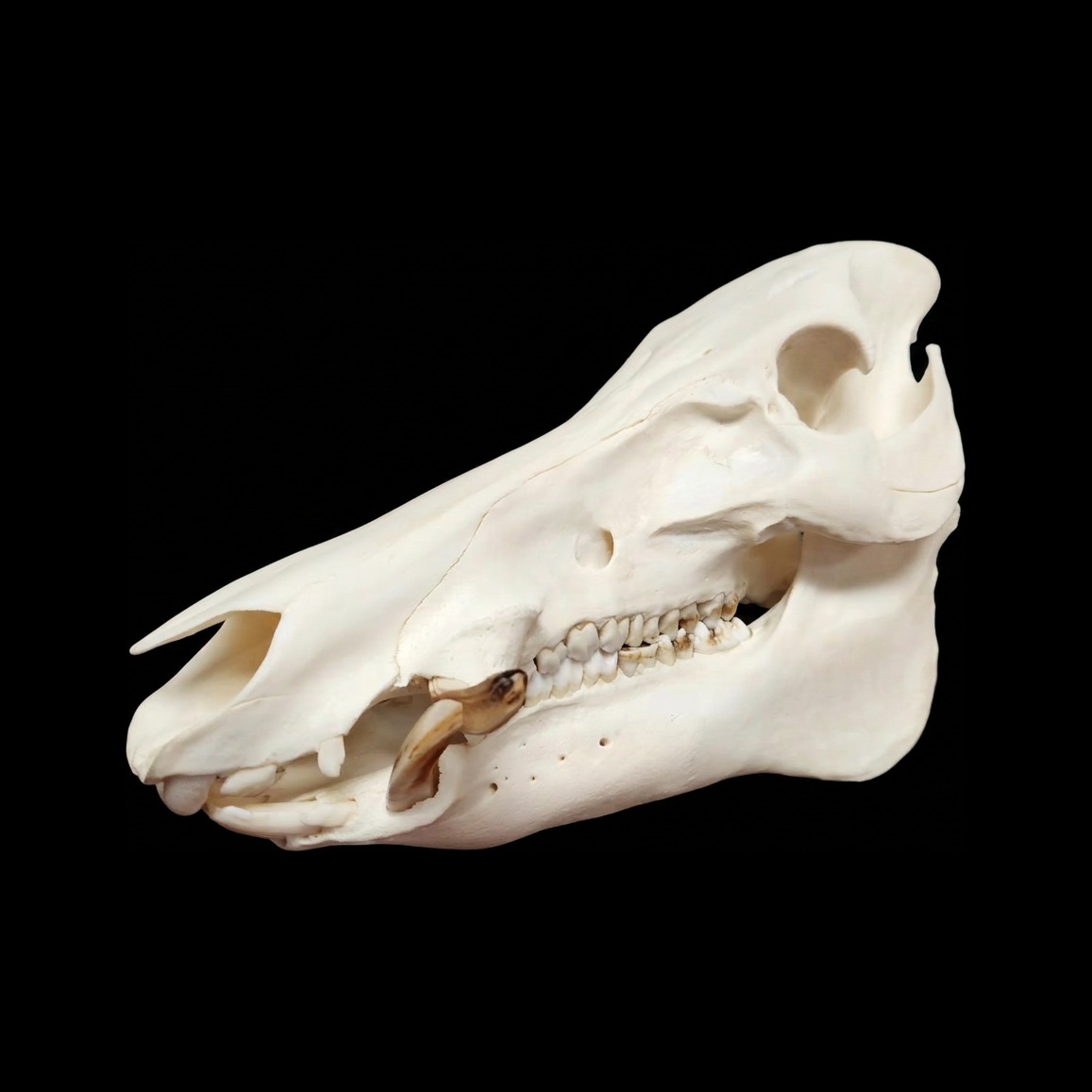 Wild boar skull with curved tusks