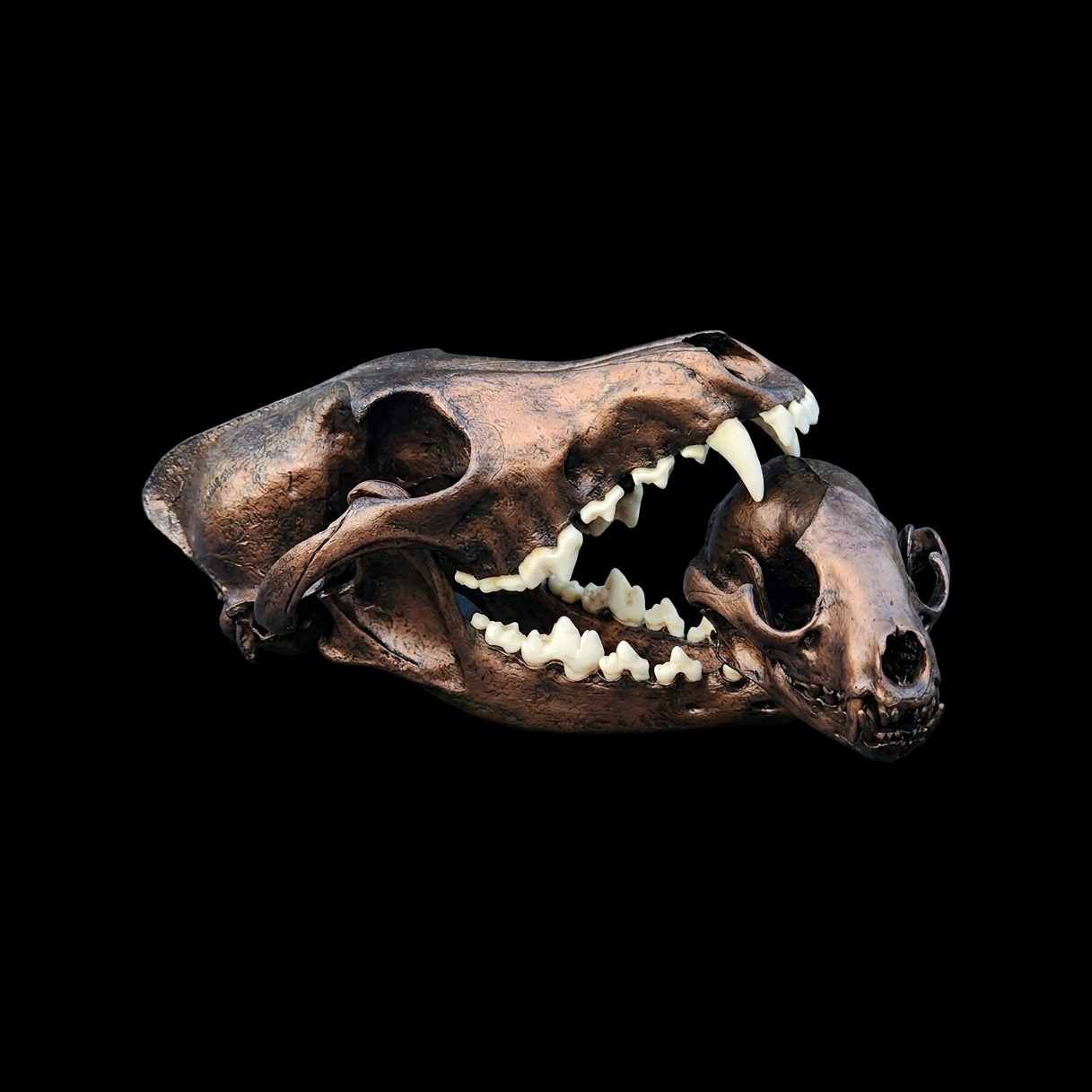 Two bronze-finished skulls — a coyote and a small carnivore — on a black backdrop