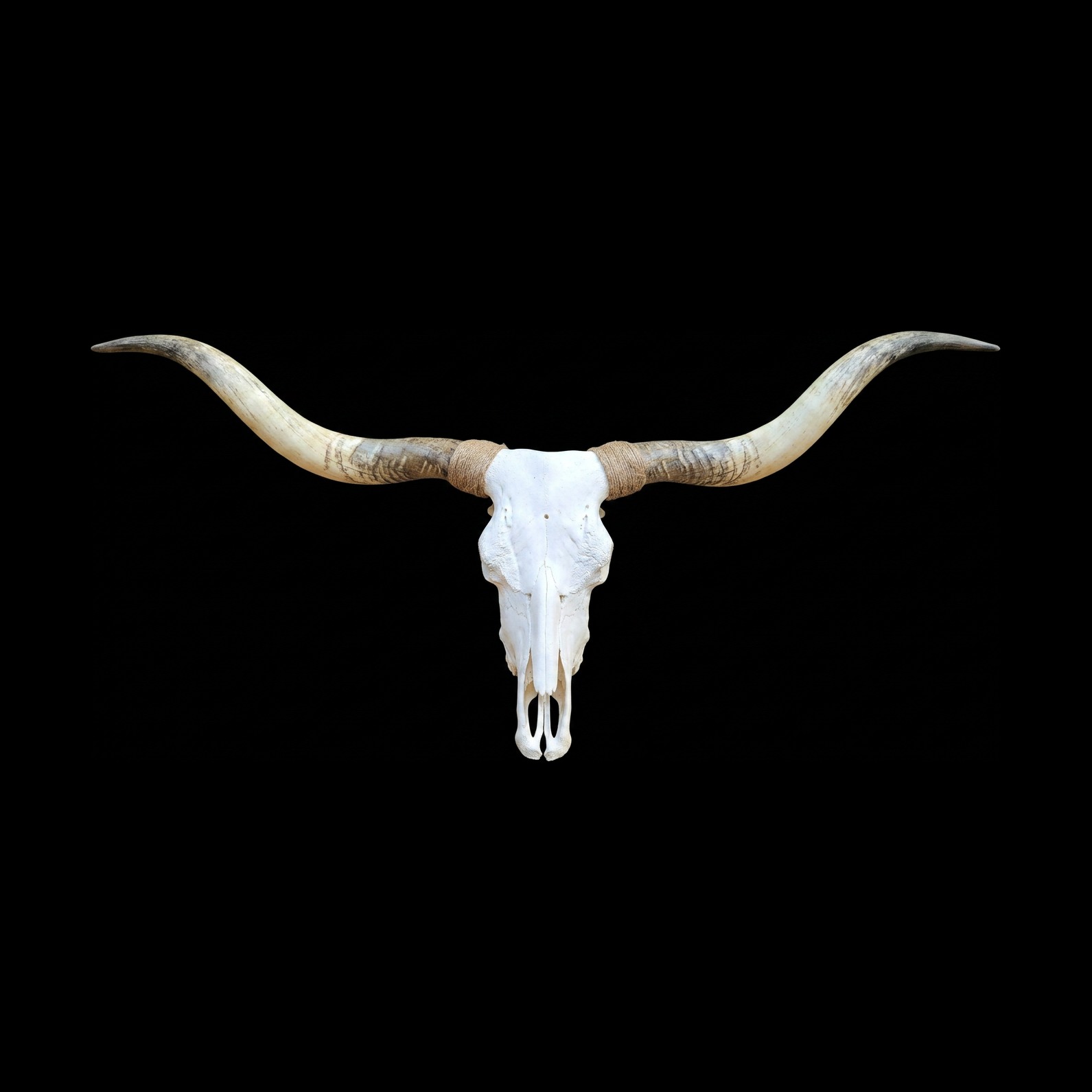 Longhorn steer skull with sweeping horns