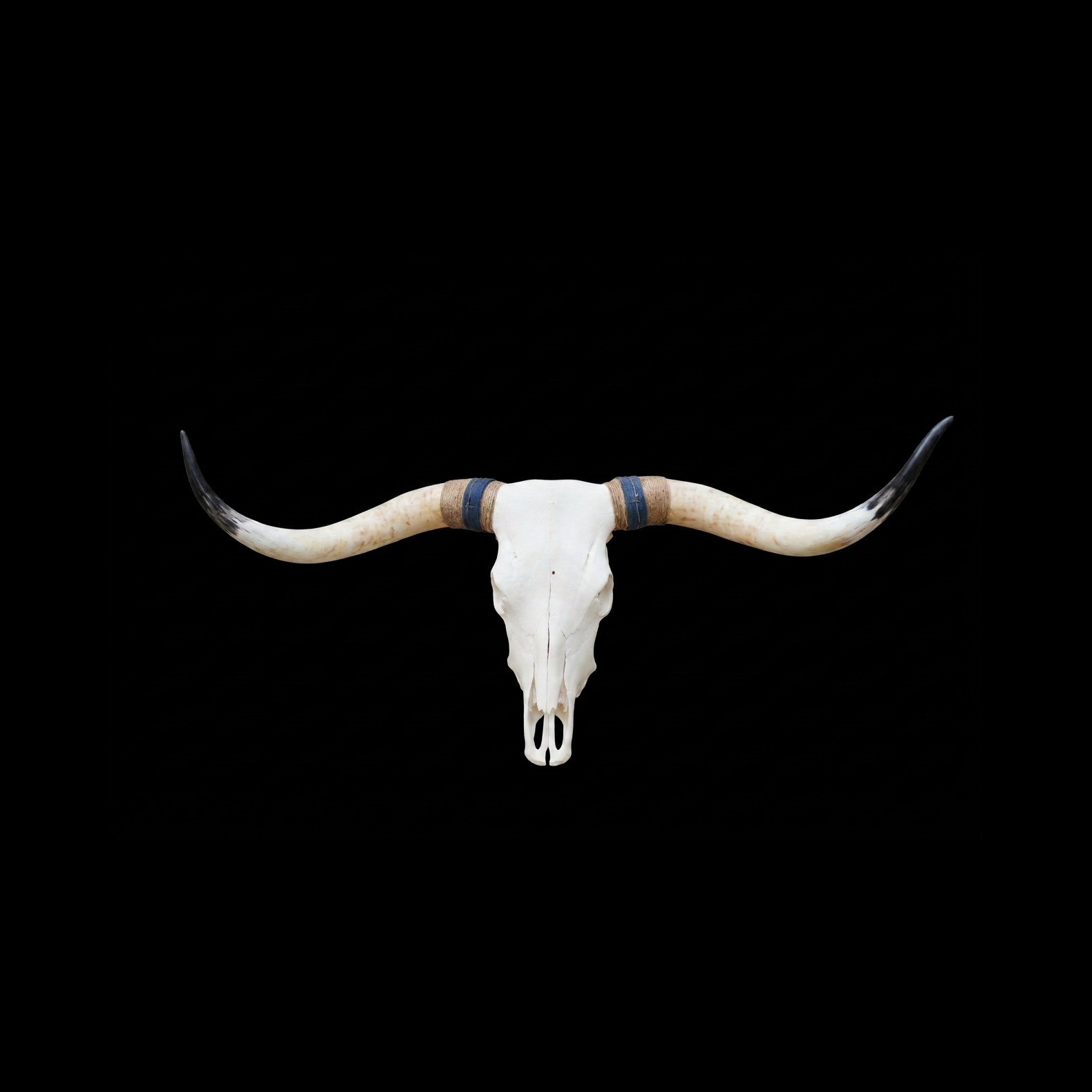 Longhorn steer skull with rope-wrapped horn bases on a black backdrop