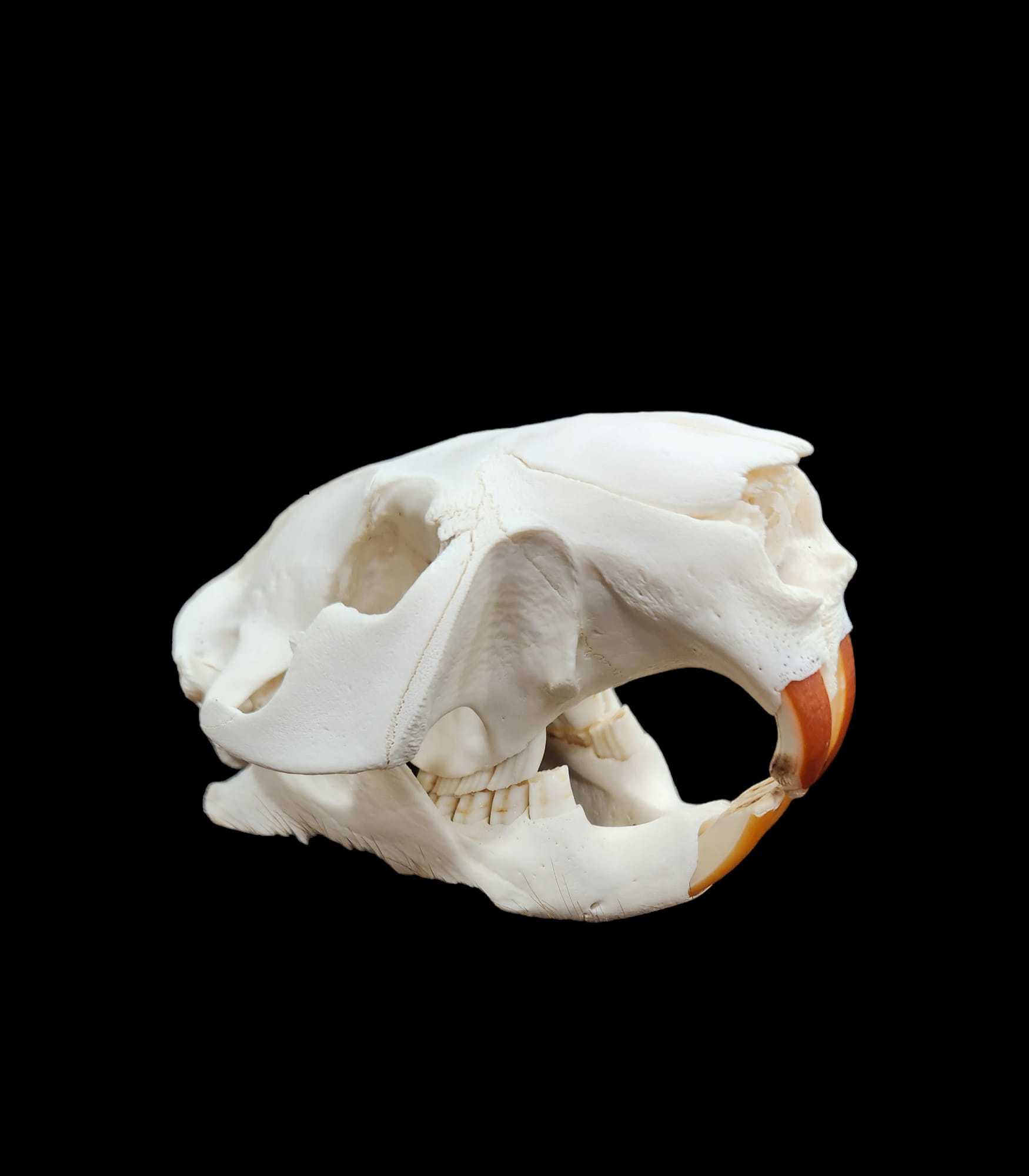 Beaver skull with bright orange incisors