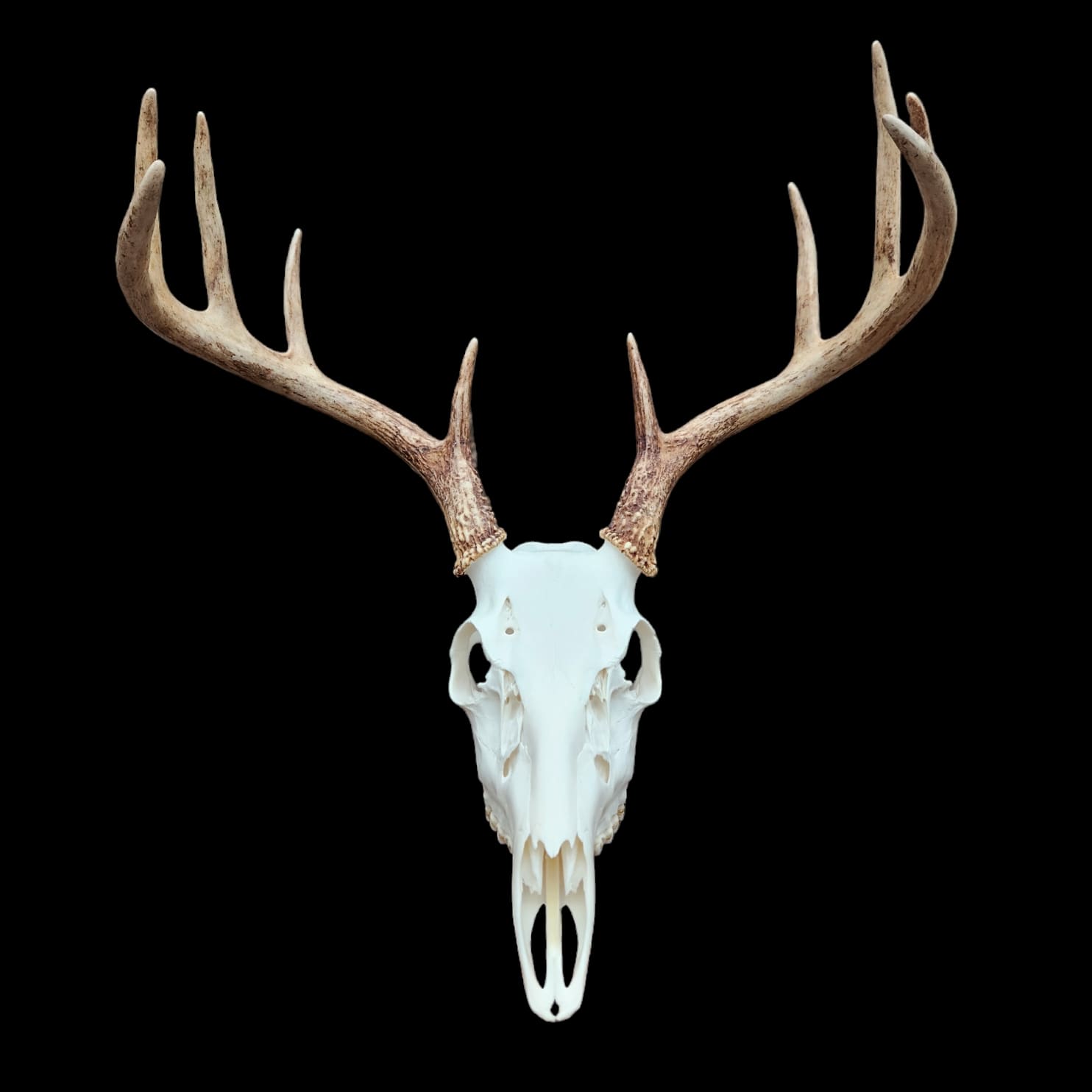 Whitetail deer European mount with full rack of antlers on a black backdrop